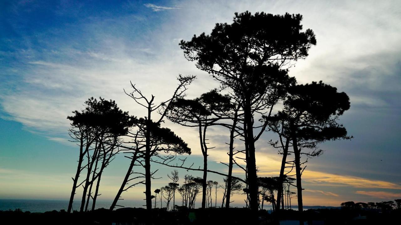 Casagrande Hotel & Beach Club ホセ・イグナシオ エクステリア 写真 Monterey cypress trees at Point Arena, California